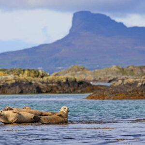 on rocks off arisaig and the Sgur of Eigg on the Island of Eigg the Inner Hebrides