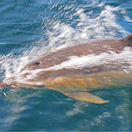 Common Dolphins ( delphinus delphis ) Sea of Hebrides, off Scotland's west coast